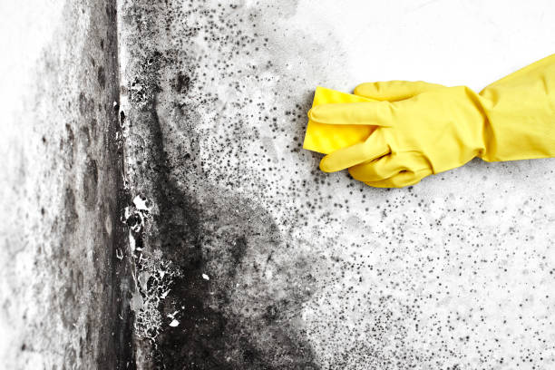 Best Crawl Space Mold Remediation  in Lake Camelot, WI
