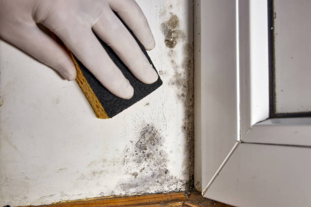 Best Post-Construction Mold Inspection  in Lake Camelot, WI